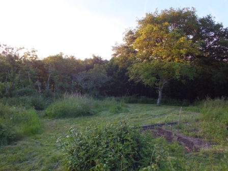 jardin 008.JPG