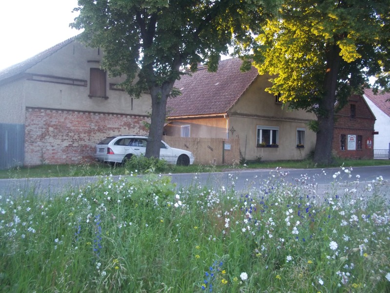 wildblumenwiese.jpg