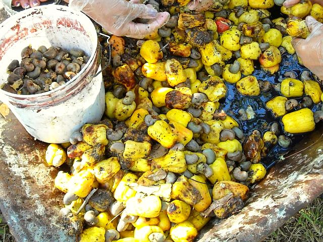 3cashew harvest.jpg