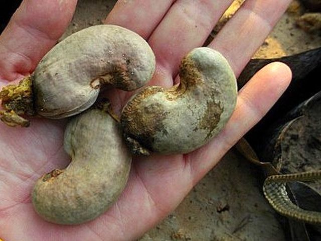 4cashewx..jpg