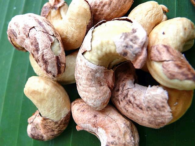 5cashew.2.jpg