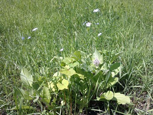 wildblumen.JPG