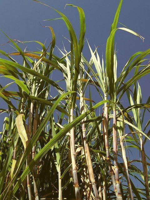 1.1sugarcanebeckyard..jpg