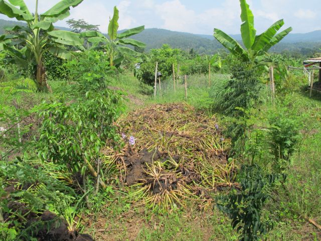 water-hyacinth-mulch.jpg