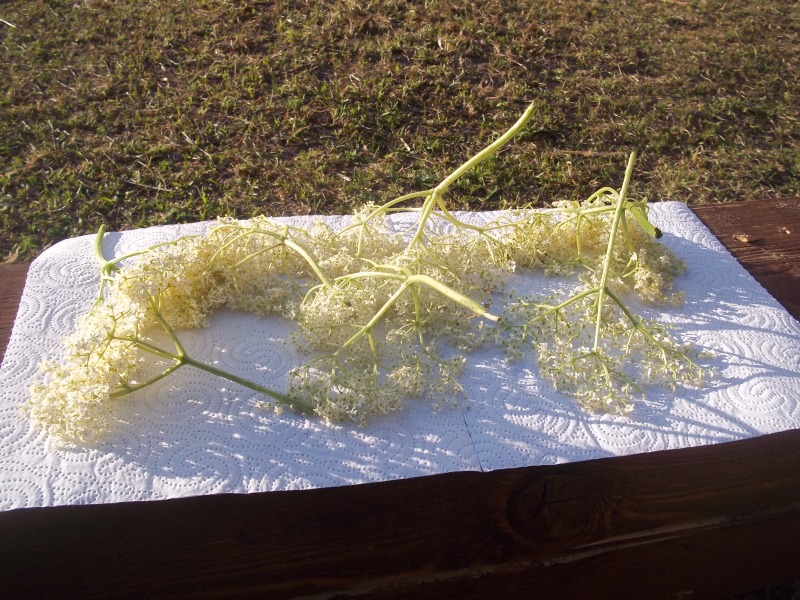 holunderblüten