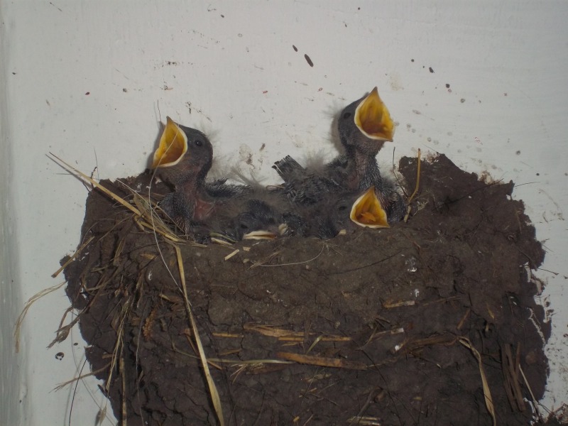 schwalbenbabies haben hunger