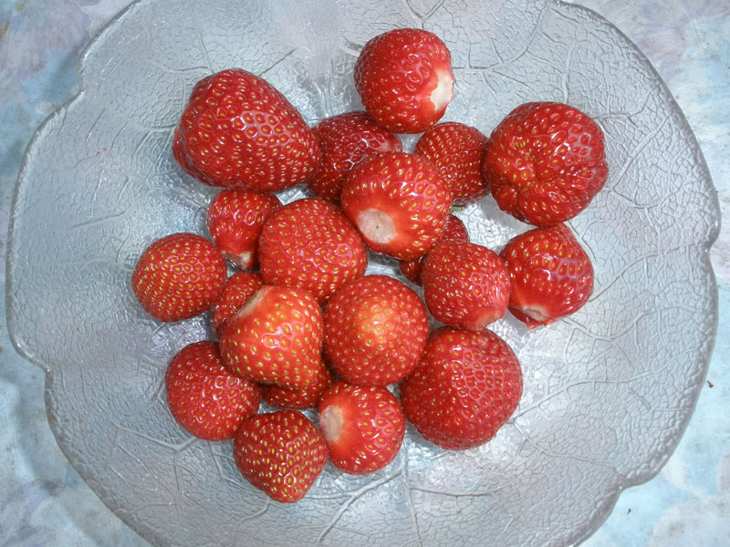 erdbeeren.JPG