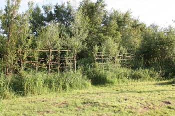 Das soll mal ein Wildzaun aus lebender Weide werden...