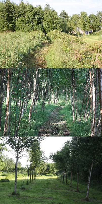 Wo jetzt der Wald wächst, war vorher Kartoffelacker.