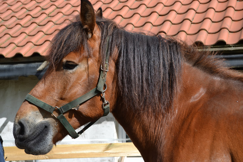 DSC_0074a.jpg