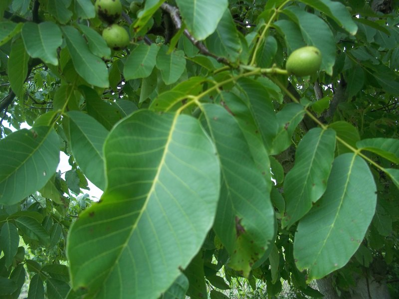 walnußbaum