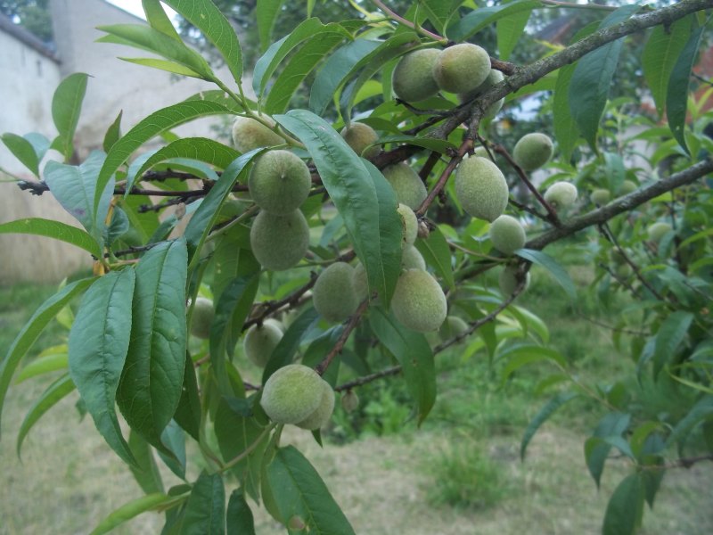 pfirsichbaum
