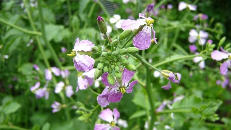 Rattenschwanzrettich-Blüte