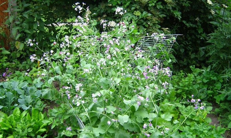 Rattenschwanzrettich-Pflanze