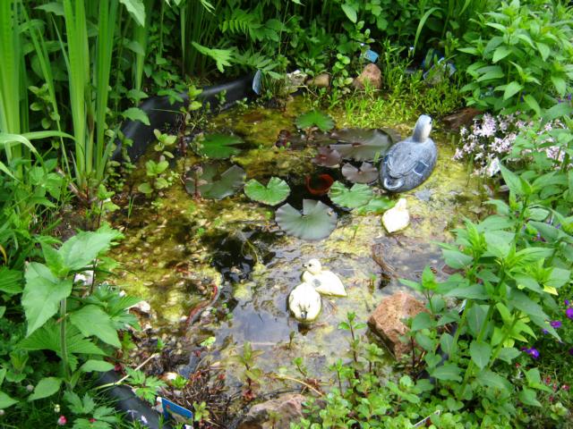 kleiner Teich