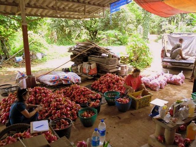 1Phu RueaHarvest.jpg