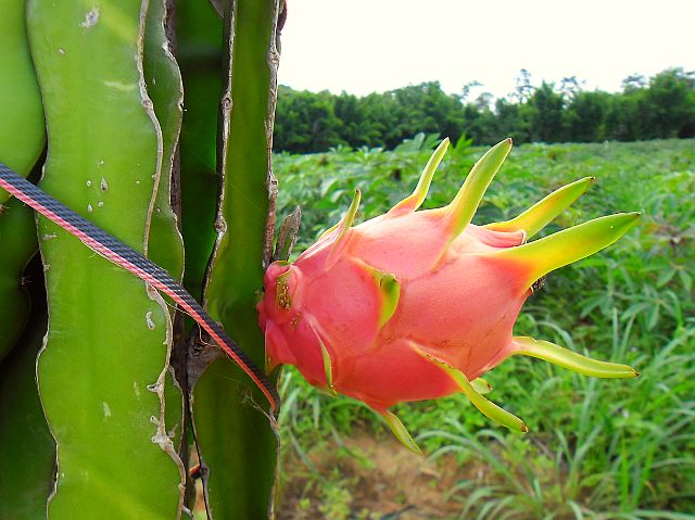 newdragontreefirstfruit.jpg