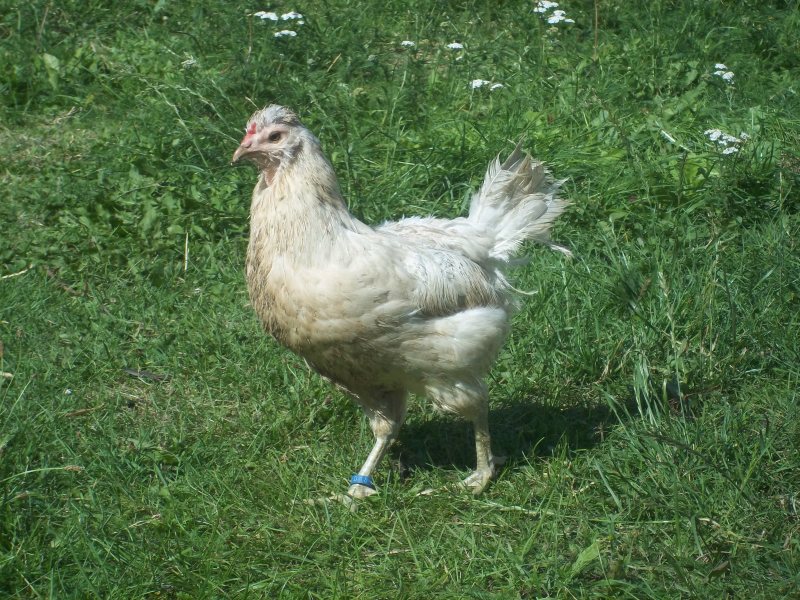 eine der araucana lavender blue hennen
