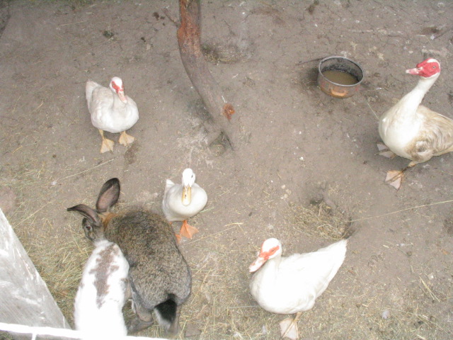 Hasen und Enten