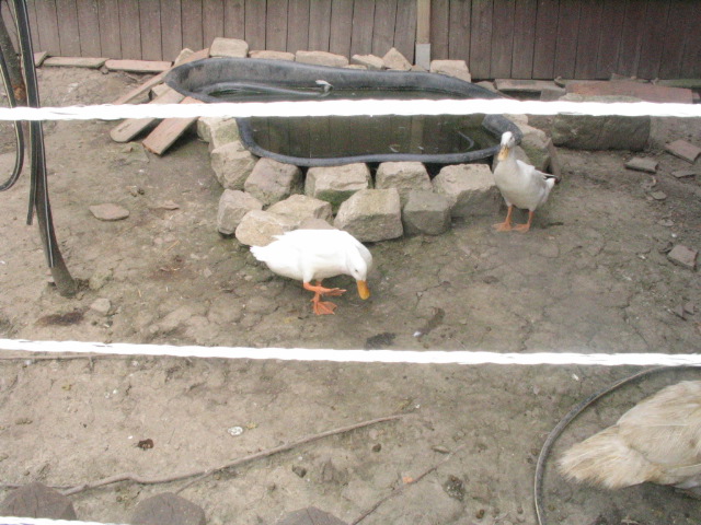 Enten vorm Teich