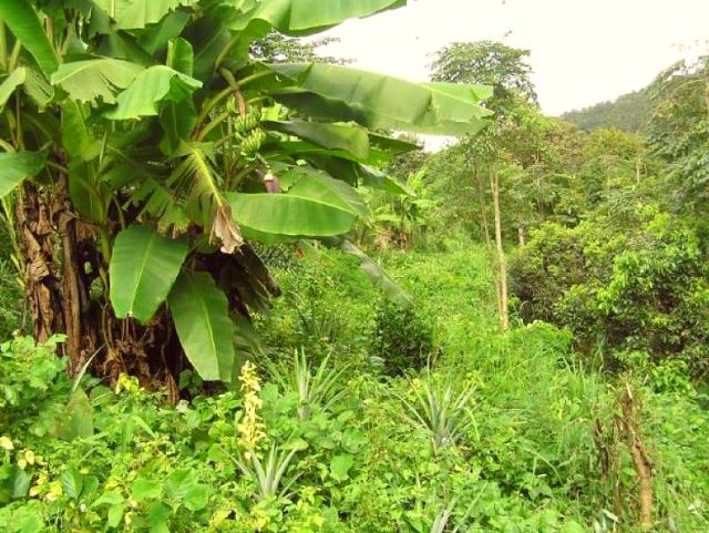 rattan, tea, longan, siam trumpet, beans, pompkin, forest pepper, pineapple, coffee and banana.JPG