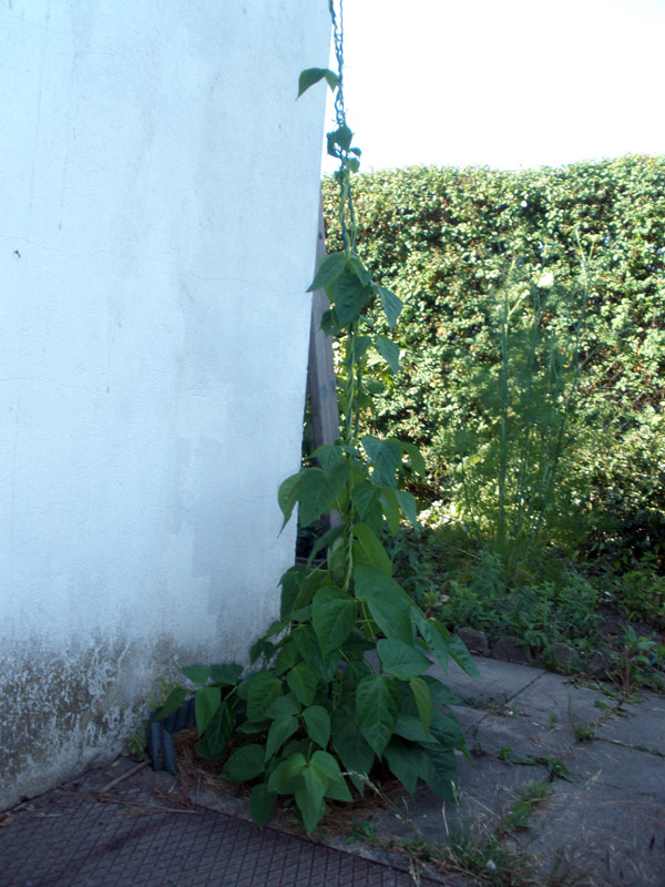 bohnen-haus.jpg