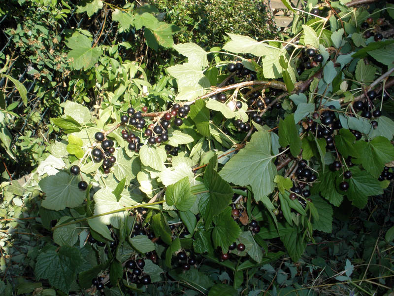 beeren-2.jpg