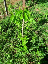 Maulbeeren