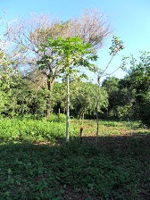 Papaya