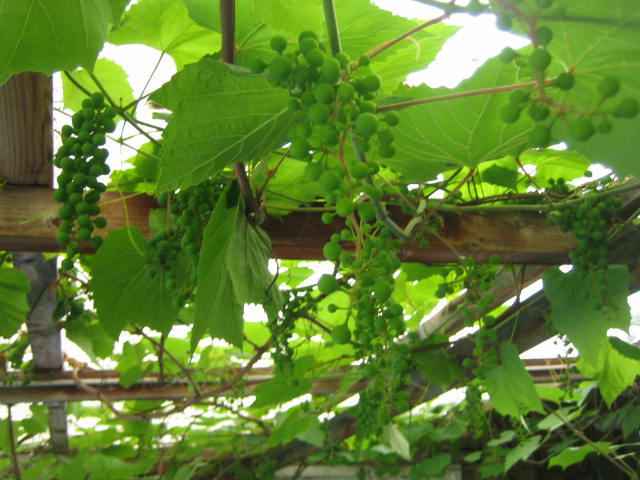 schulabschluss juni-juli 028.JPG