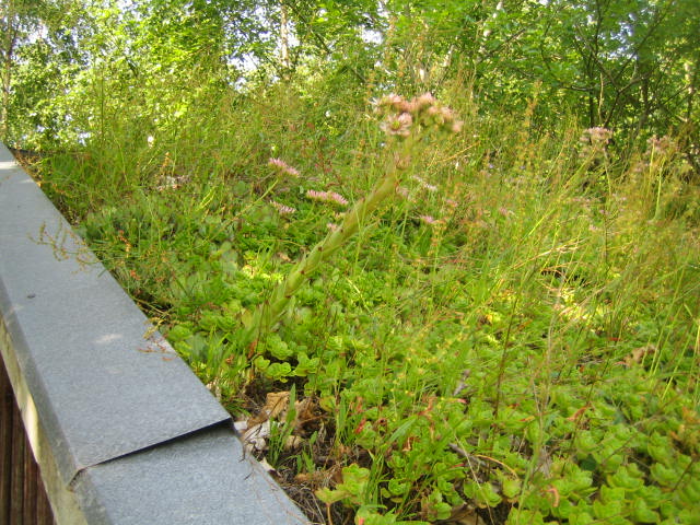 schulabschluss juni-juli 034.JPG