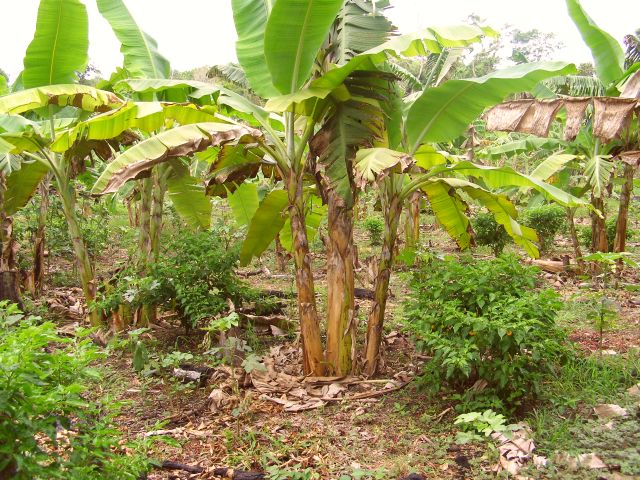 forestgardennow.jpg