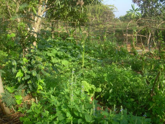 15-vegetherbs.jpg
