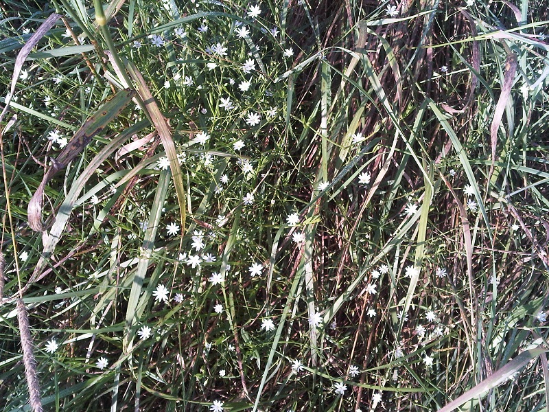 unbek. Pflanze - Blüten - v..jpg