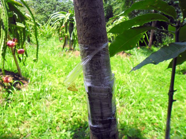 3- 8newdurian.jpg