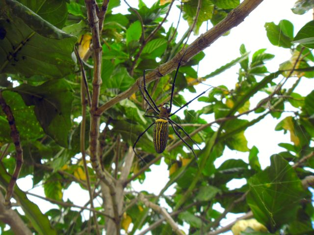7birdeater1.jpg
