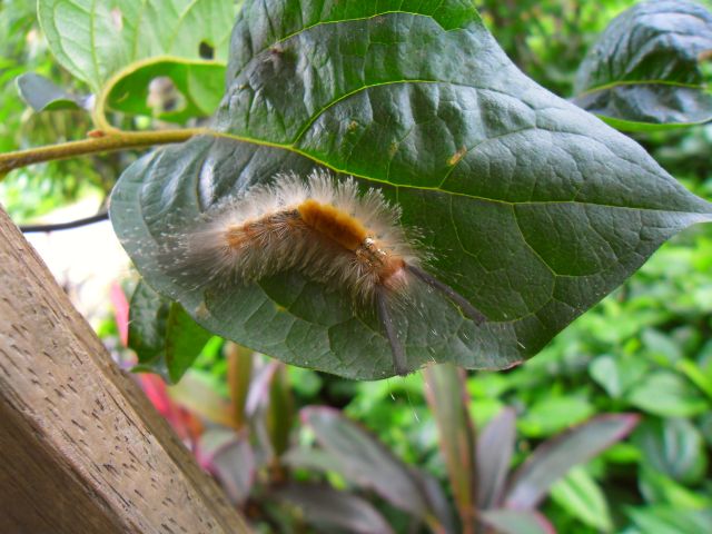 8caterpillar.jpg