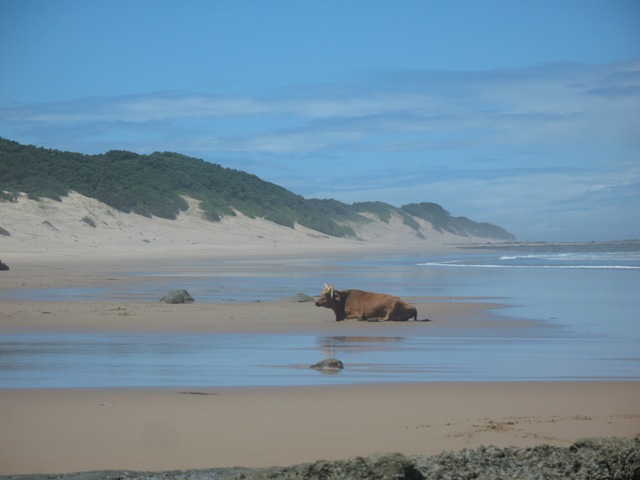 beachday1.JPG