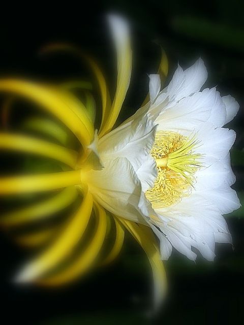 blossomfocus.jpg