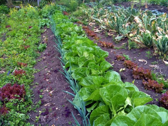 12a vegbed.jpg