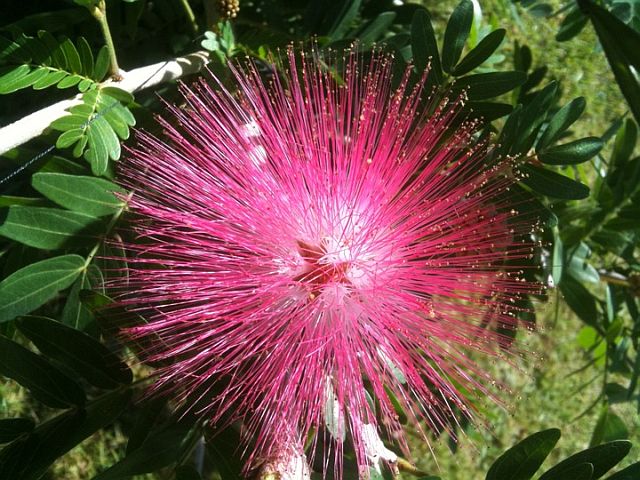 13Calliandra s.JPG