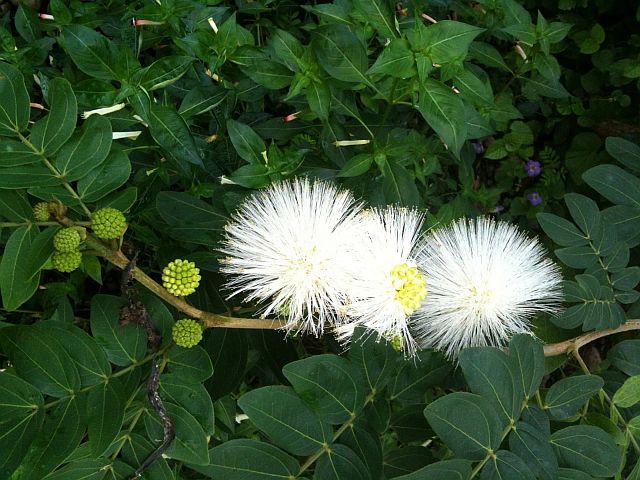 14Calliandra s.jpg