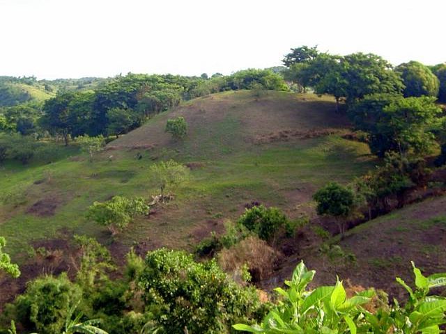 reforestry..jpg