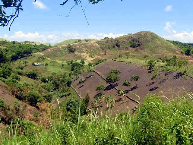 reforestry1..jpg