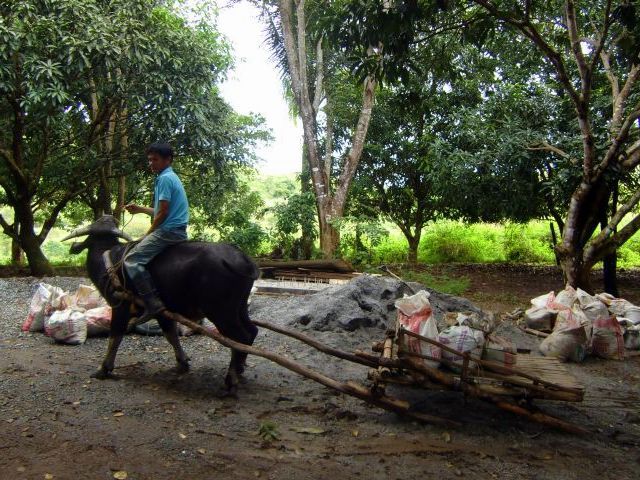 reforestry3..jpg