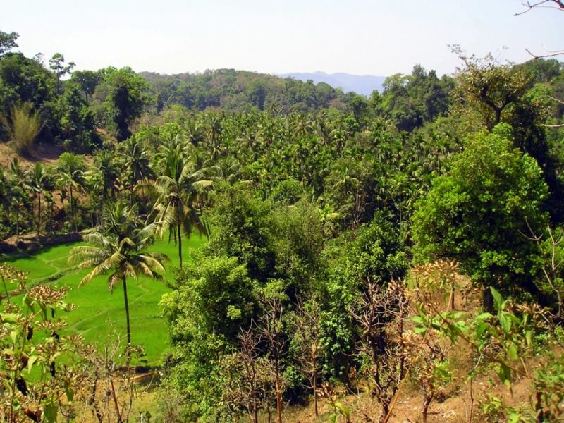 3 rice-forestphu.jpg