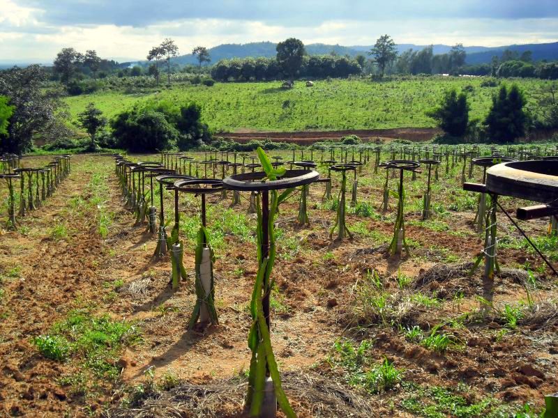 4 new cultivated- no irrigation..JPG