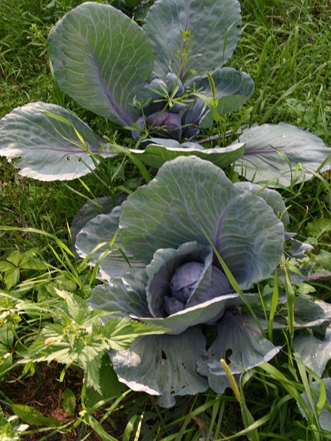 k-rotkohl.jpg