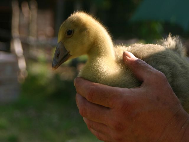k-gans2.jpg