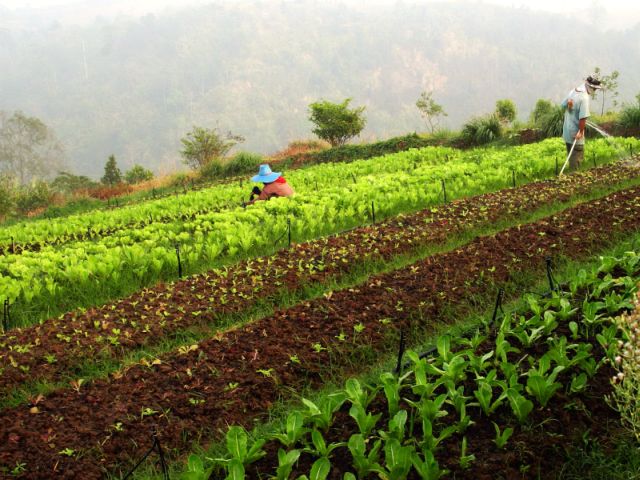 4new plot veggies...jpg